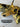*NEW* Scotty Cameron Custom SS Newport 24K Gold Plated 34in Putter- Black Paint