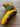 *NEW* Scotty Cameron Gallery Exclusive Yellow Cali Bear Tees & Trees Head Cover