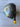 *NEW* TaylorMade Qi4D MAX 10.5* (Left-Handed) Driver Head