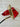 *NEW* Scotty Cameron Custom SS Squareback 2 Torched Chromatic 34in Putter- Red