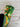 *NEW* Scotty Cameron 2025 St. Patrick's Day Green Tricolour Crown Headcover