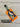 *NEW* Scotty Cameron 2025 Orange Wasabi Ninja Headcover Leash