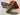 *NEW* Scotty Cameron Custom SS Newport 2 Torched Chromatic 34in Putter- Green
