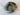 *NEW* Cobra OPTM 2026 MAX-K 10.5* Driver Head